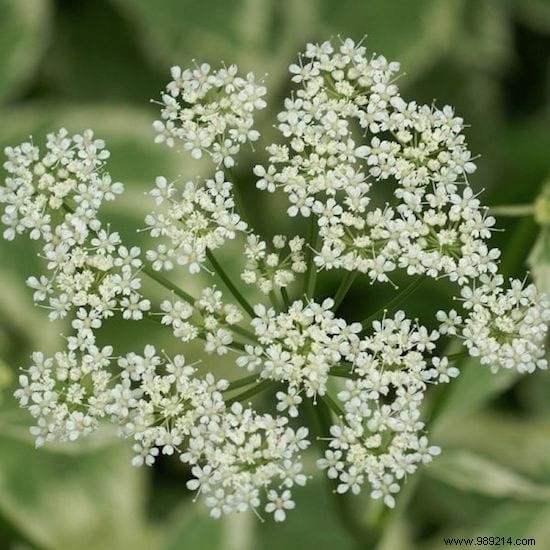 24 Easy-to-Identify Edible Wild Plants: Safe Foraging Guide with Recipes and Precautions