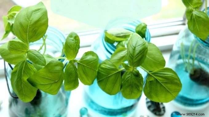 12 Herbs You Can Grow Year-Round in Water: Expert Indoor Gardening Guide