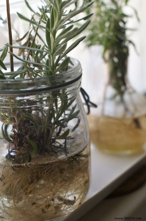12 Herbs You Can Grow Year-Round in Water: Expert Indoor Gardening Guide