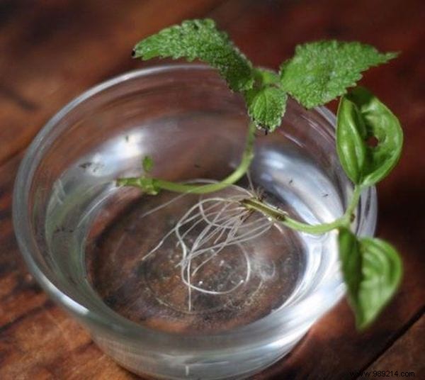 12 Herbs You Can Grow Year-Round in Water: Expert Indoor Gardening Guide