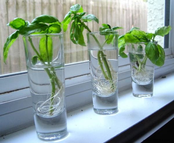 12 Herbs You Can Grow Year-Round in Water: Expert Indoor Gardening Guide