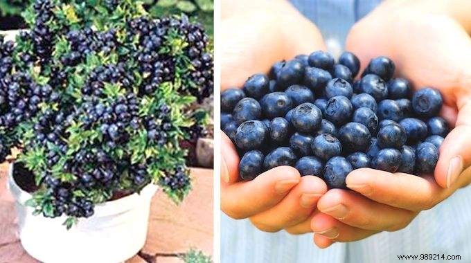 6 Expert Tips to Grow Abundant Blueberries at Home and Harvest Year After Year