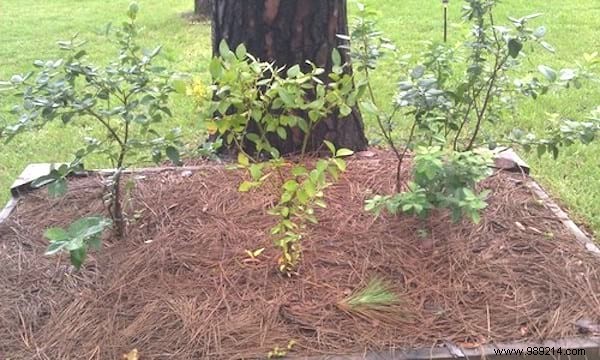 6 Expert Tips to Grow Abundant Blueberries at Home and Harvest Year After Year