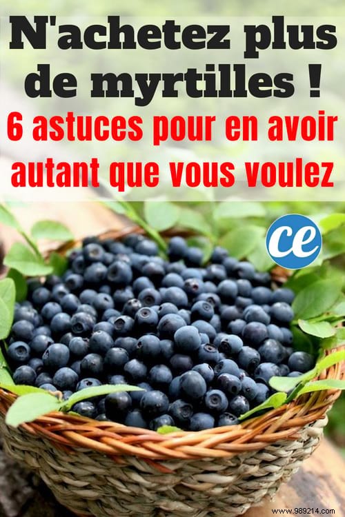 6 Expert Tips to Grow Abundant Blueberries at Home and Harvest Year After Year