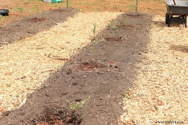 6 Expert Tips to Grow Abundant Blueberries at Home and Harvest Year After Year