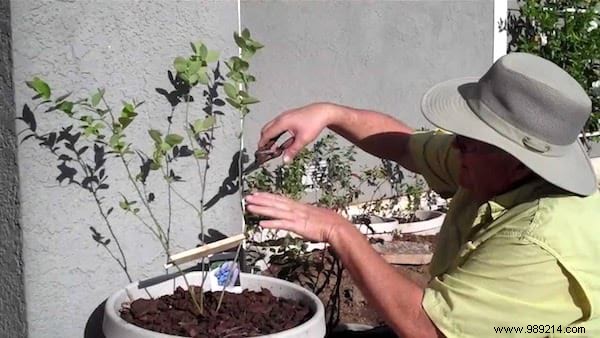 6 Expert Tips to Grow Abundant Blueberries at Home and Harvest Year After Year
