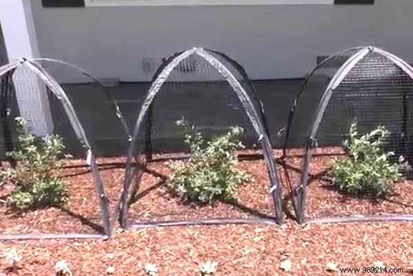 6 Expert Tips to Grow Abundant Blueberries at Home and Harvest Year After Year