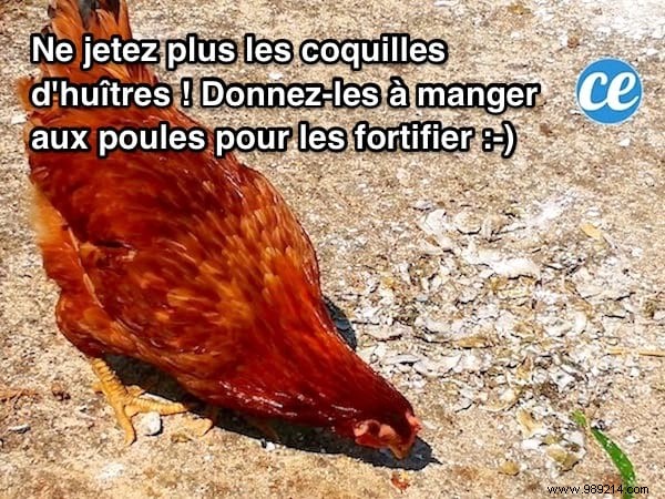 Recycle Oyster Shells into Calcium-Rich Feed for Healthier Chickens and Bigger Eggs