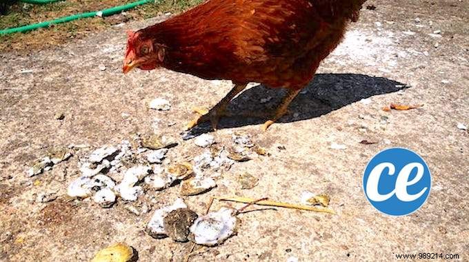Recycle Oyster Shells into Calcium-Rich Feed for Healthier Chickens and Bigger Eggs