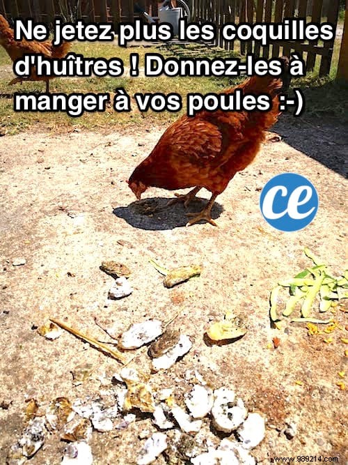 Recycle Oyster Shells into Calcium-Rich Feed for Healthier Chickens and Bigger Eggs