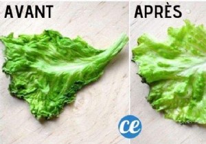 Revive Wilted Salad: The Proven Thermal Shock Trick for Instant Crunch