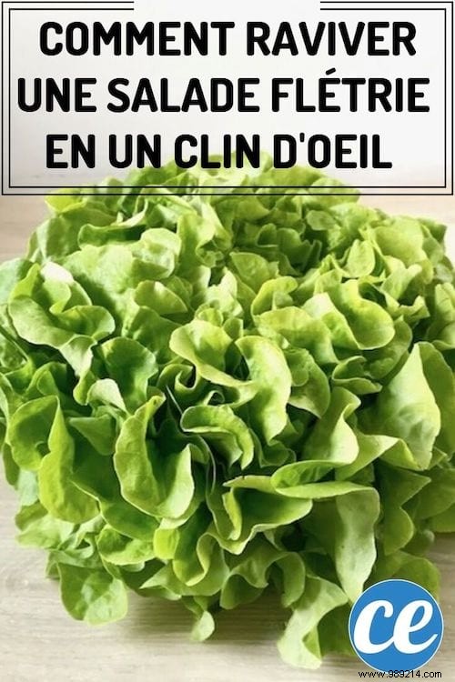 Revive Wilted Salad: The Proven Thermal Shock Trick for Instant Crunch