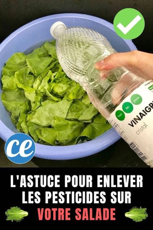 How to Safely Remove Pesticides from Salad Leaves: A Proven, Simple Method