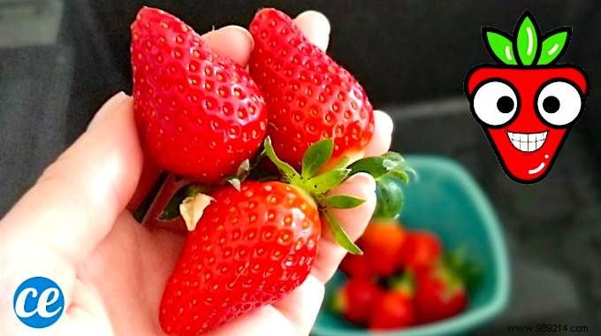 Proven Method: Keep Strawberries Fresh in the Fridge for Weeks