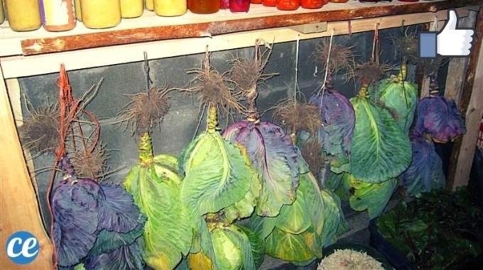 How to Store Fruits and Vegetables for Months Without a Refrigerator: Proven Root Cellar Techniques