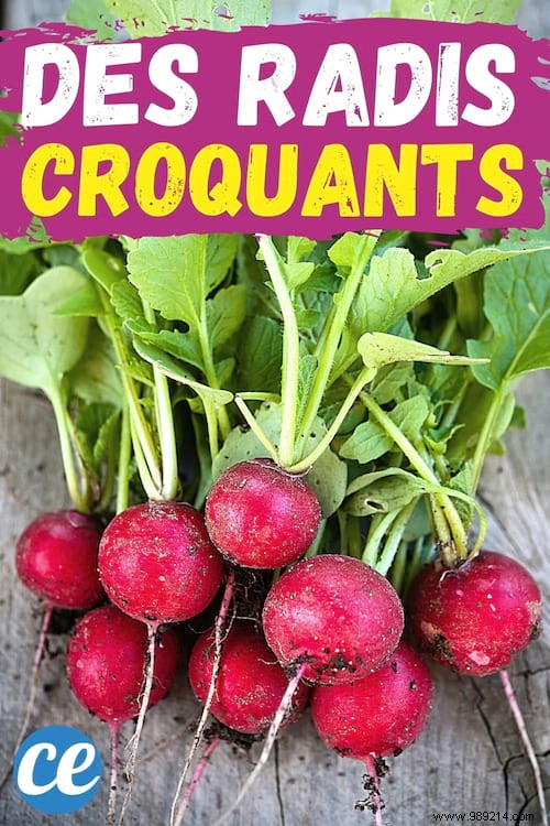 Revive Limp Radishes: The Simple White Vinegar Trick for Instant Crunch