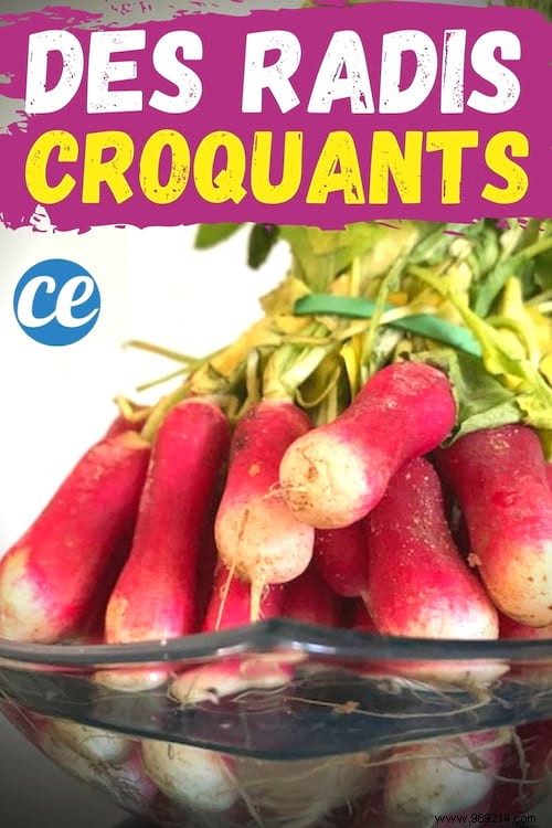 Revive Limp Radishes: The Simple White Vinegar Trick for Instant Crunch