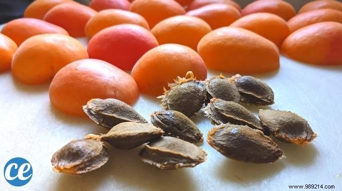 5 Proven Ways to Repurpose Apricot Pits: Never Toss Them Again