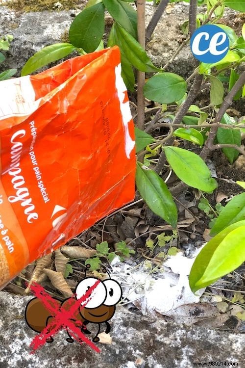 15 Smart Ways to Repurpose Expired Flour: Cleaning, Crafts & More