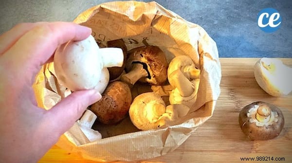 6 Proven Tips to Store Mushrooms Longer and Cut Down on Waste