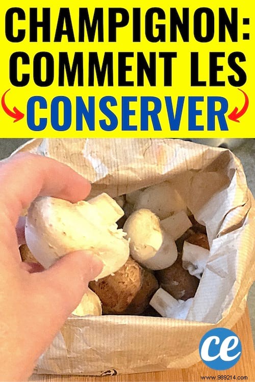 6 Proven Tips to Store Mushrooms Longer and Cut Down on Waste