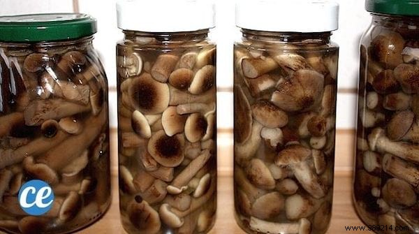 6 Proven Tips to Store Mushrooms Longer and Cut Down on Waste