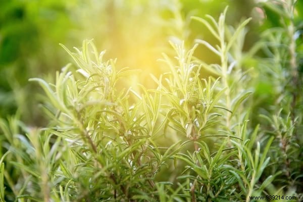 18 Proven Rosemary Uses: Kitchen Hacks, Health Remedies, Beauty Boosts, and Home Tips