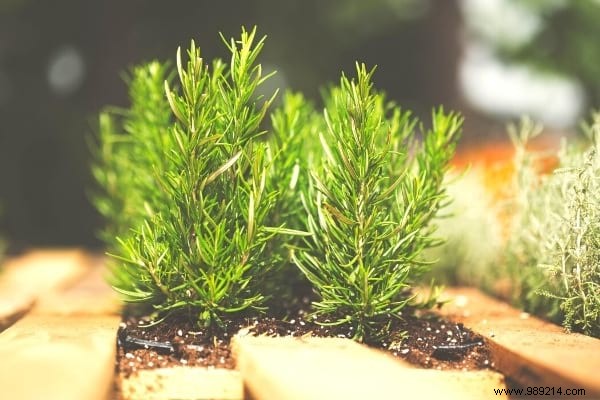 18 Proven Rosemary Uses: Kitchen Hacks, Health Remedies, Beauty Boosts, and Home Tips