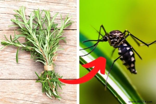 18 Proven Rosemary Uses: Kitchen Hacks, Health Remedies, Beauty Boosts, and Home Tips