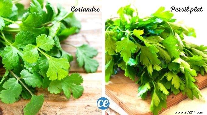 How to Easily Tell Parsley from Cilantro: 6 Pro Tips from a Chef Friend