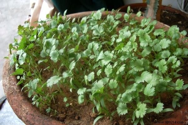 6 Best Cilantro Substitutes: Grandma s Tried-and-True Alternatives