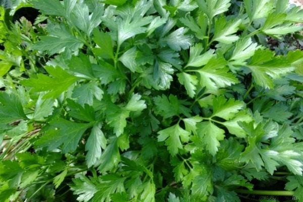 6 Best Cilantro Substitutes: Grandma s Tried-and-True Alternatives