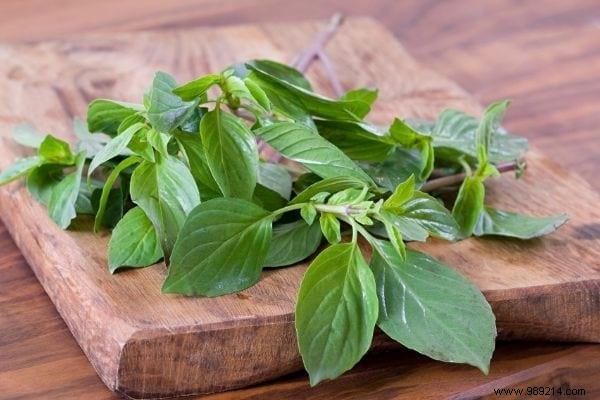 6 Best Cilantro Substitutes: Grandma s Tried-and-True Alternatives