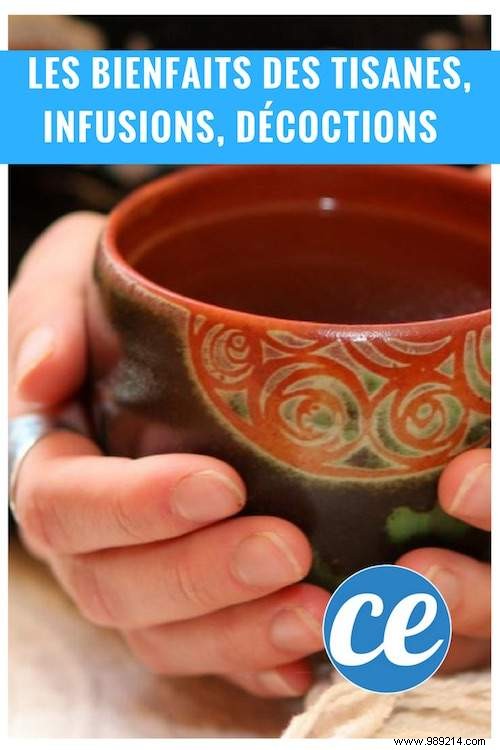 Herbal Teas, Infusions, and Decoctions: Key Differences and Proven Preparation Methods