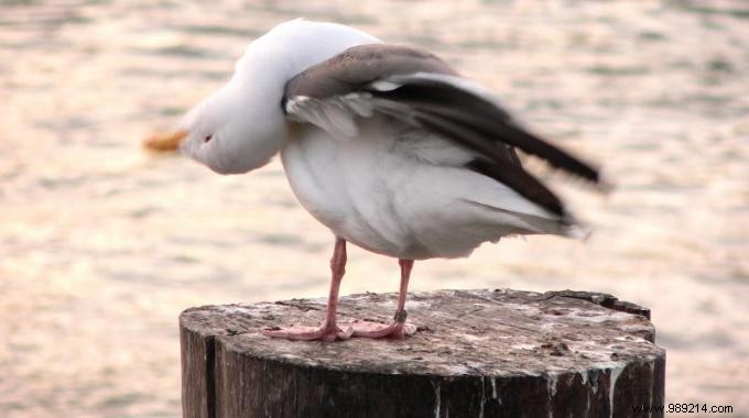 Proven Natural Remedies to Relieve Torticollis Pain Fast