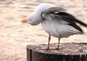 Proven Natural Remedies to Relieve Torticollis Pain Fast