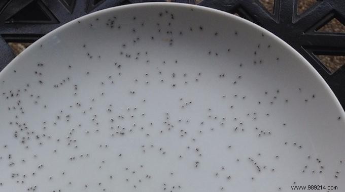 Catch Pesky Gnats Easily with This Proven Oil Trick