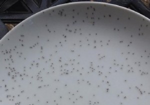 Catch Pesky Gnats Easily with This Proven Oil Trick