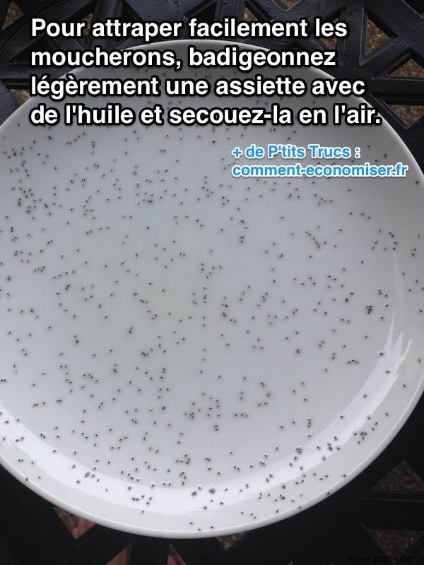 Catch Pesky Gnats Easily with This Proven Oil Trick