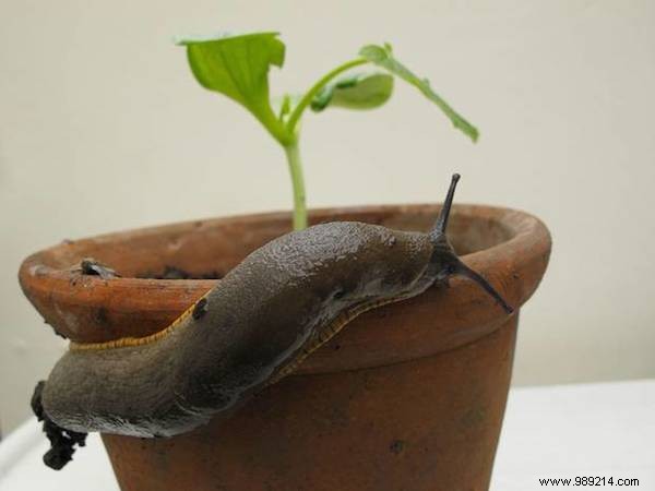 18 Ingenious Ways to Reuse Coffee Grounds You Never Knew