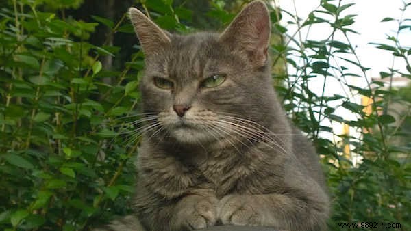 18 Ingenious Ways to Reuse Coffee Grounds You Never Knew