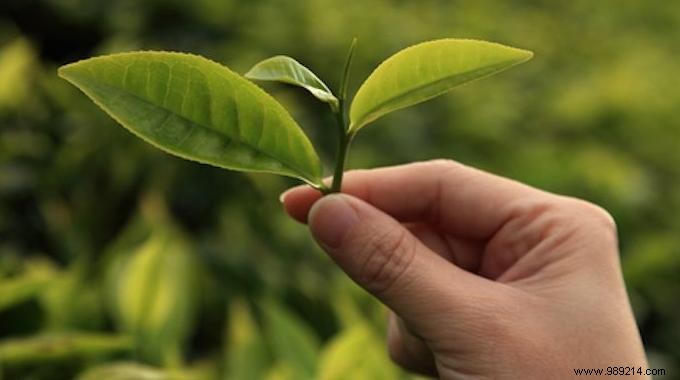 11 Proven Health Benefits of Green Tea Backed by Science