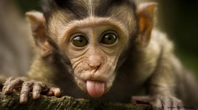 Burnt Tongue: Instant Relief with a Simple Sugar Remedy