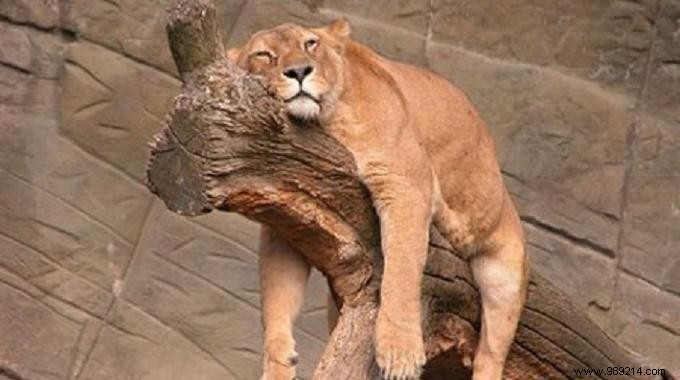 Grandma s Proven Eggnog Remedy: Natural Relief for Temporary Fatigue