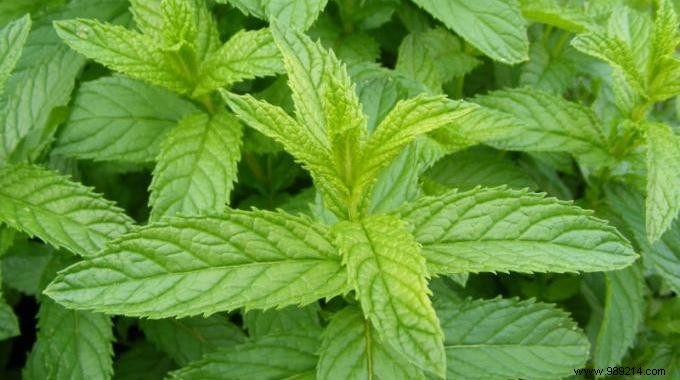 5 Key Benefits of Peppermint Essential Oil for Everyday Wellness