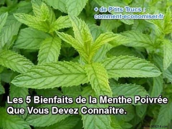 5 Key Benefits of Peppermint Essential Oil for Everyday Wellness