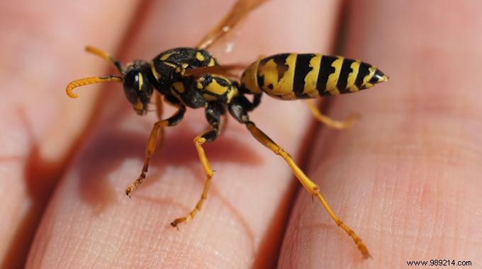 Proven Garlic Remedy: Quick Relief from Wasp Sting Pain