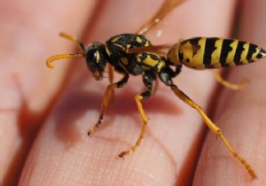 Proven Garlic Remedy: Quick Relief from Wasp Sting Pain