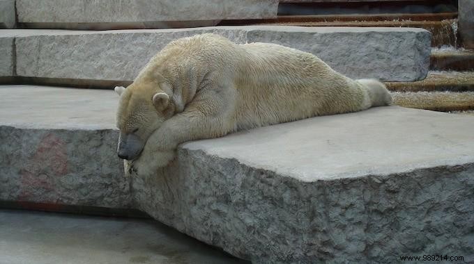 11 Proven Hangover Remedies Backed by Science and Tradition