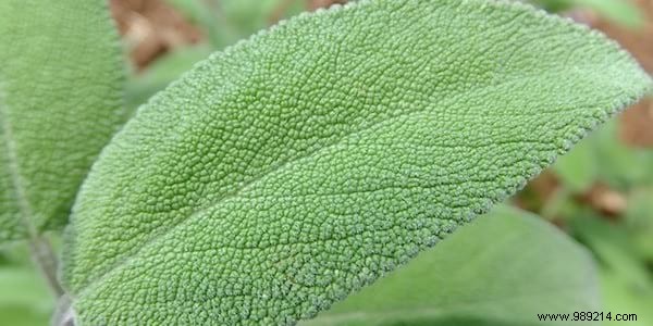 16 Proven Natural Gargles to Soothe and Heal a Sore Throat